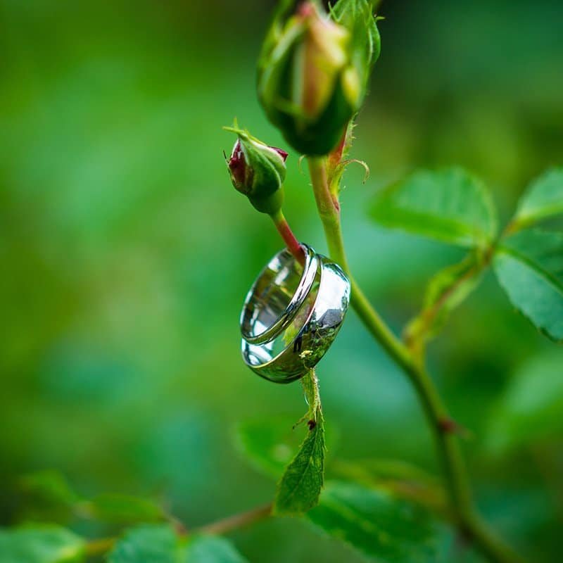 wedding rings shot on a rose bush