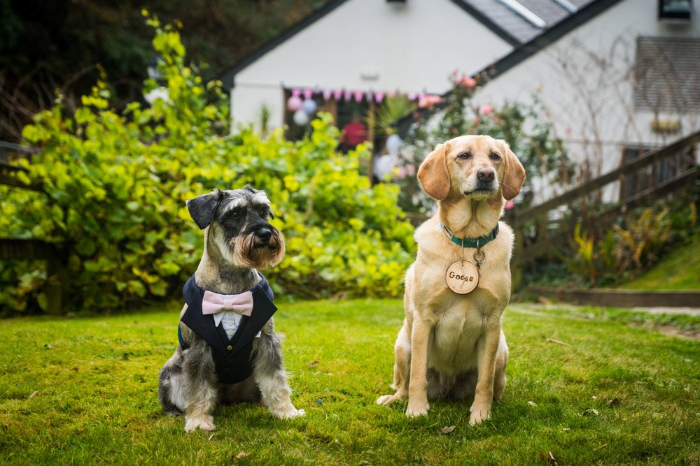 two dogs dressed for a wedding