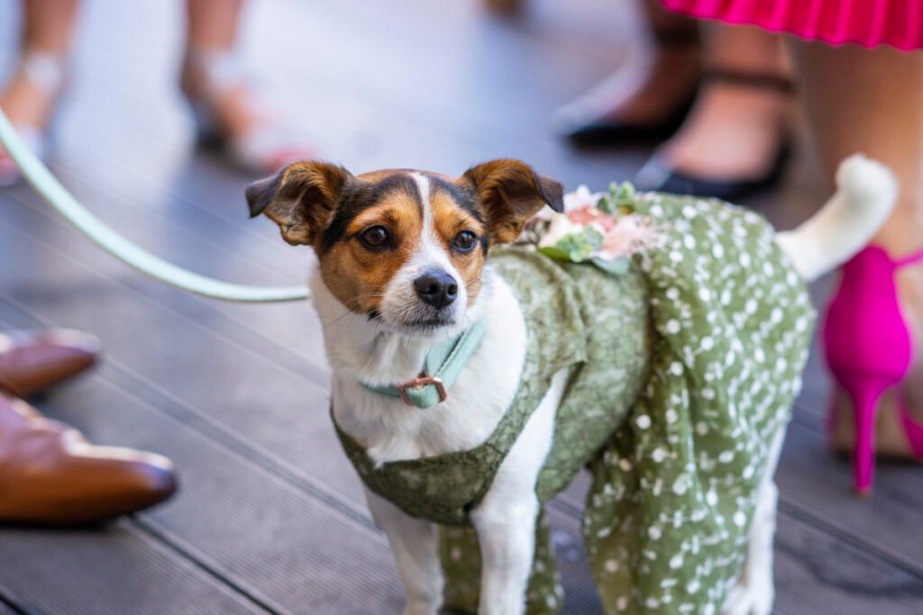 wedding dog dressed up