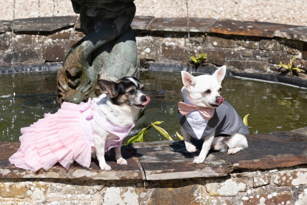 wedding dogs dressed up
