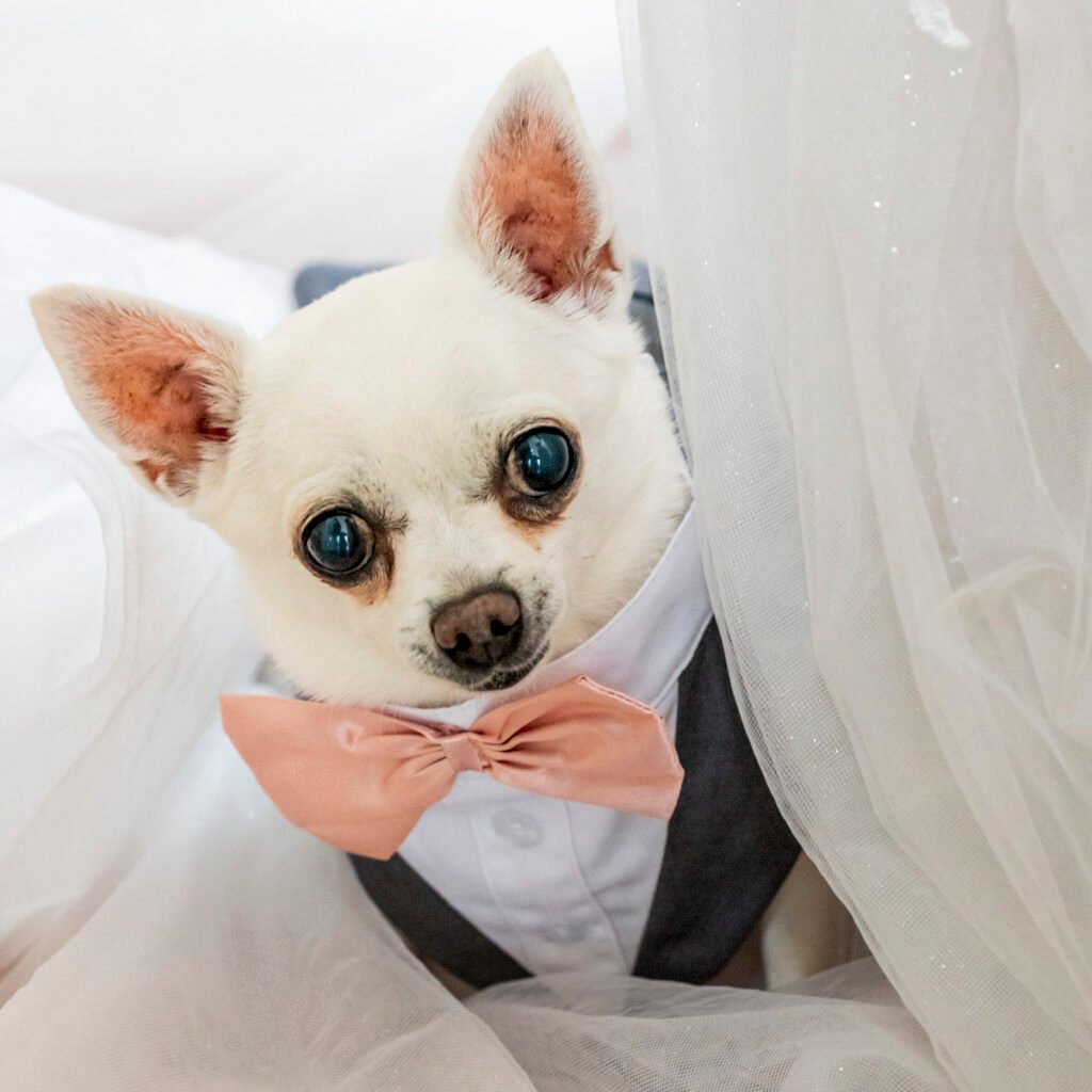 wedding day dog in bow tie