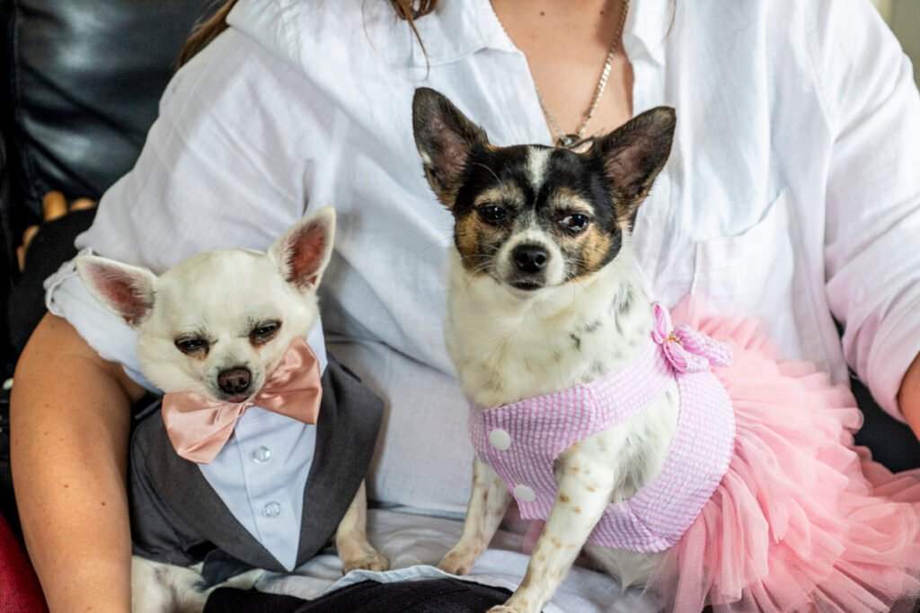 dogs at a Cornwall wedding