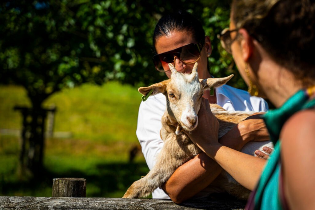 goats at Ta Mill