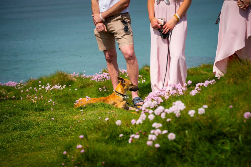 Dog during the wedding ceremony on the cliff top overlooking the beach