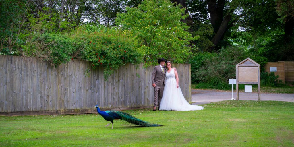 Brideg and Groom with a peacock